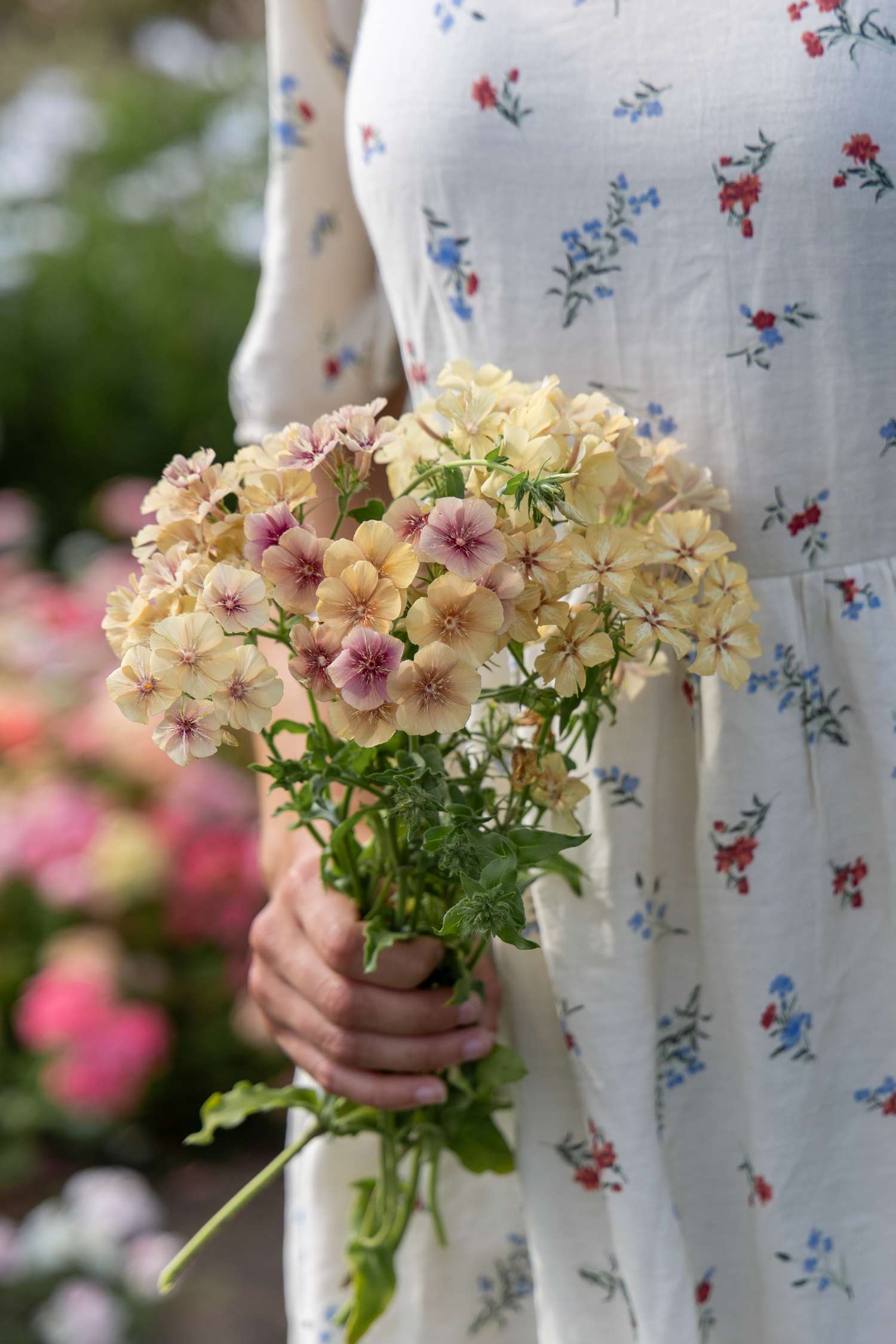 Phlox de Drummond 'Creme Brulee' (graines)